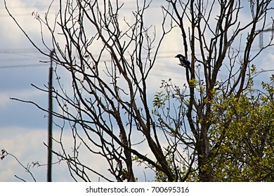 Bird on Tree