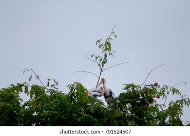 bird on the tree