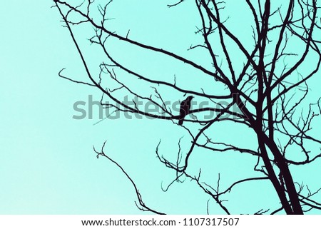 Similar – Foto Bild Meisenwinter (bunt) Vogel