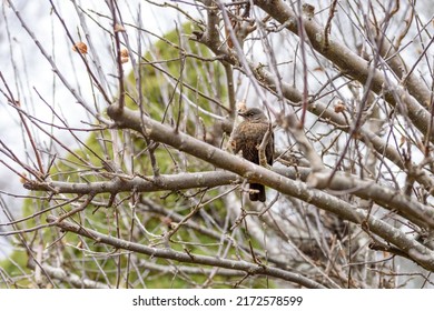 Bird On Tree. The Song Thrush Is A Thrush That Breeds Across The West Palearctic. It Has Brown Upper-parts And Black-spotted Cream Or Buff Underparts And Has Three Recognised Subspecies.