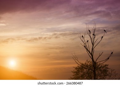 bird on tree in sunset