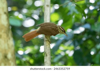 Bird on the trunk looking to down