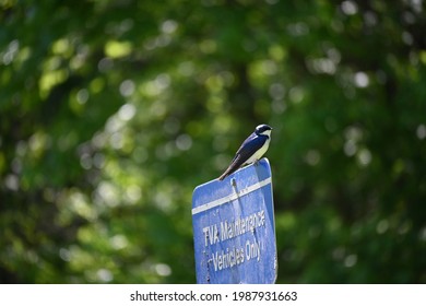 Bird On TWA Sign Norris Dam