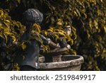 Bird on vintage birdbath with boy statue, framed by green-yellow hedge.