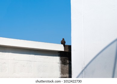 bird on the wall