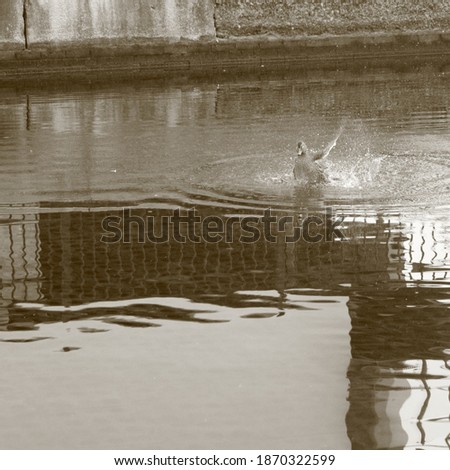 Bird on the water, the texture of the water creating interesting patterns