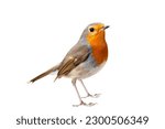 Bird on a white background.Robin