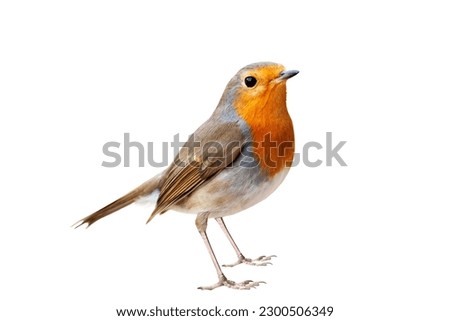 Bird on a white background.Robin