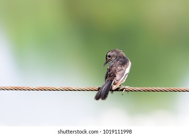 bird on wire