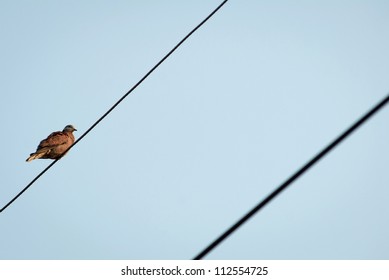 Bird on a wire