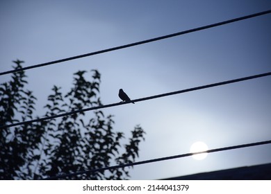 A bird on a wire