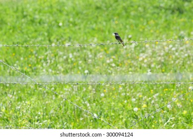 Bird on the wire