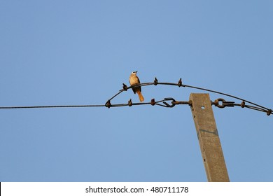 Bird on a wire