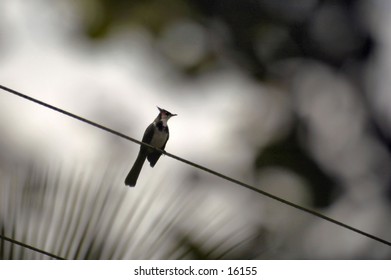 Bird on a wire with diffused leaves in background