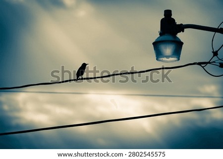 Bird on wire with sunrays shining down