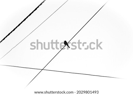 Image, Stock Photo 9 lines and a bird Nature