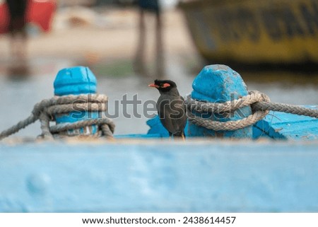 Bird on the wooden boat