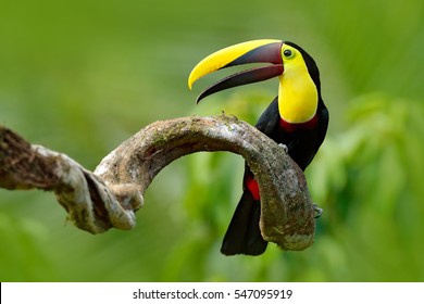Bird with open bill, Chesnut-mandibled Toucan sitting on the branch in tropical rain with green jungle in background. Wildlife scene from nature. - Shutterstock ID 547095919