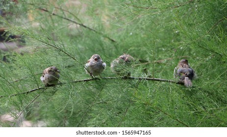 Bird With Open Mounth. Birds On Branch.