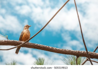 Bird with orange belly on a tree branch. Sunny day with many clouds on a gorgeous blue sky background. Very beautiful bird, also known as Sabia Laranjeira in Brazil.