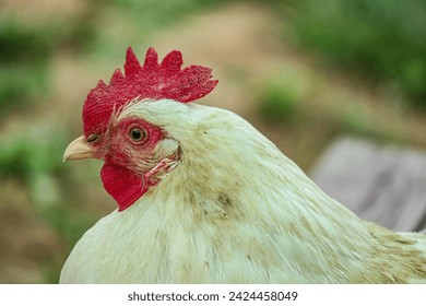 a bird of the order Galliformes that is kept for its eggs and flesh; a rooster or hen or duck.