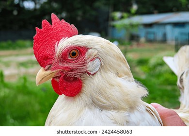 a bird of the order Galliformes that is kept for its eggs and flesh; a rooster or hen or duck.