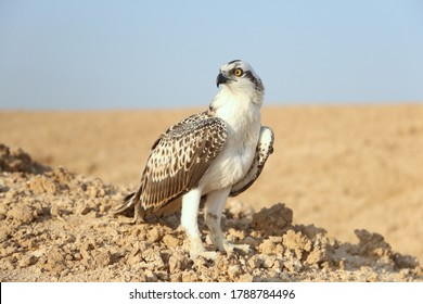 Bird is an osprey on sand san close up. Portrait of osprey (Pandion haliaetus) sitting on rock ridge in Sahara desert Observation animal world. Really adventure in Red sea, coast Africa
