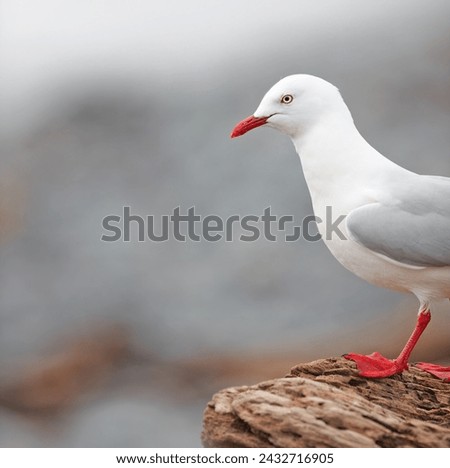 Bird, outdoors and ocean in nature, rocky terrain and avian animal in the wild. Seagull, wildlife and feathers for gulls native to shorelines, sea and closeup of bill for birdwatching or birding