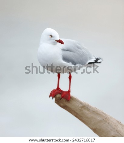 Bird, outdoors and perched on branch, wooden and avian wild animal in natural environment. Seagull, closeup and feathers for gulls native to shorelines, wildlife and birdwatching or birding
