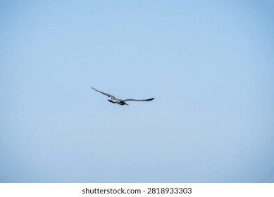 A bird with outstretched wings is soaring in a cloudless, pale blue open sky, captured mid-flight.
