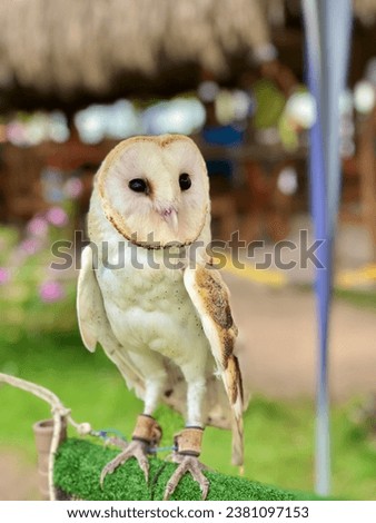 bird owl animal bird prey