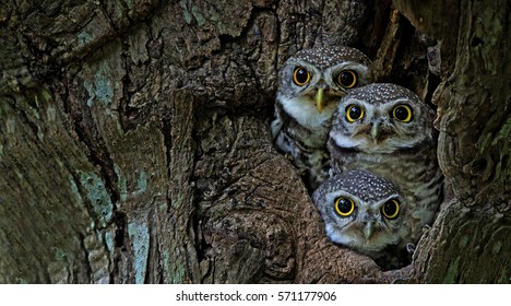 Bird, Owl, Three Spotted owlet (Athene brama) in tree hollow,Bird of Thailand