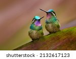 Bird pair love. Lampornis calolaemus, Purple-throated Mountain-gem, small hummingbird from Costa Rica. Violet throat small bird from mountain cloud forest in Costa Rica. Wildlife in tropic nature.