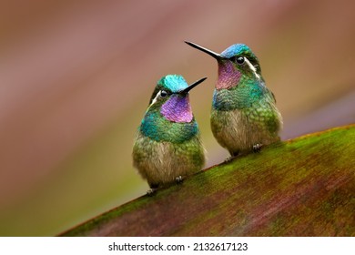 Bird pair love. Lampornis calolaemus, Purple-throated Mountain-gem, small hummingbird from Costa Rica. Violet throat small bird from mountain cloud forest in Costa Rica. Wildlife in tropic nature.
