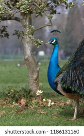 Bird Paon Peacock