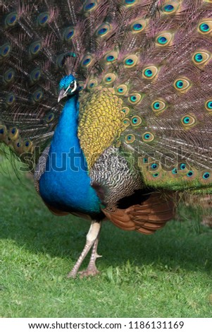 Bird Paon Peacock