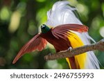 Bird of Paradise: the endemic animal of Indonesia