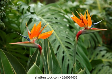  Bird Of Paradise Exotic Tropical Flowers. Hawaii, Maui, USA