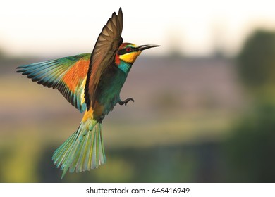 Bird Of Paradise In Flight . Wild Bird