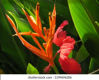 Bird Of Paradise Flower