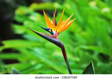 Bird Of Paradise Flower