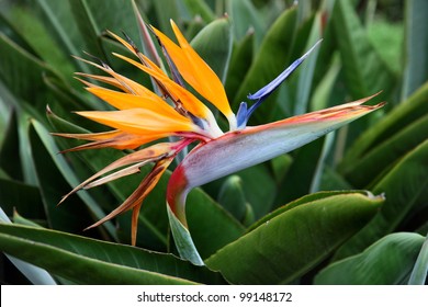 Bird Of Paradise Flower