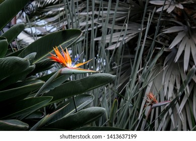 Bird of paradise flower garden