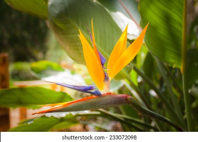 Red Bird Of Paradise Flower Stock Photos Images Photography Shutterstock