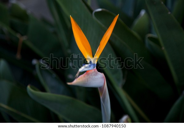 Bird Paradise Flower Green Red Spikes Stock Photo Edit Now