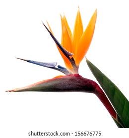 Bird Of Paradise Flower Isolated On A White Background 