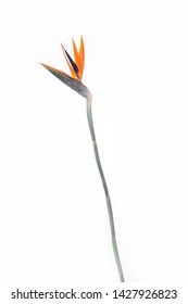 Bird Of Paradise Flower Ob White Background
