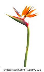 Bird Of Paradise Flower On White Background