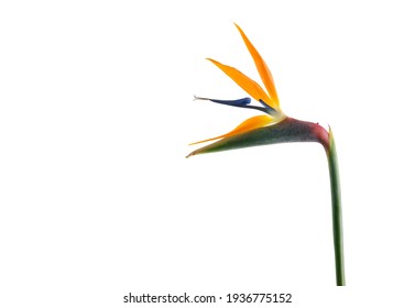 極楽鳥花 Hd Stock Images Shutterstock