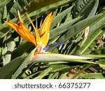 Bird of Paradise flower in park of Bar-Ilan University near Ramat Gan, Israel